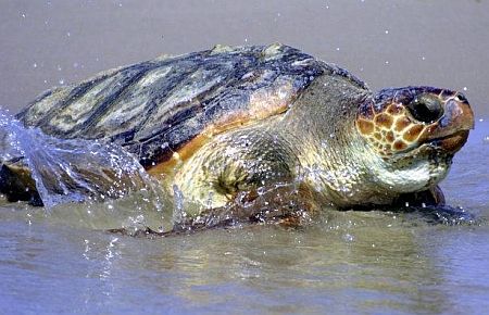 Caretta Carettalar?a özel koruma!