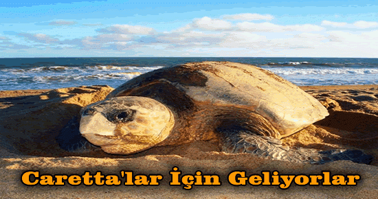 Caretta?lar İçin Geliyorlar