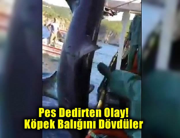 Pes Dedirten Olay! Köpek Balığını Dövdüler