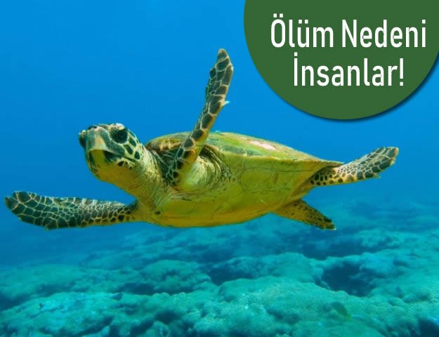 Ölüm Nedeni İnsanlar!