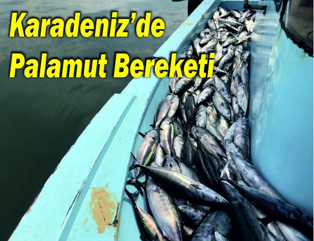 Karadeniz’de Palamut Bereketi