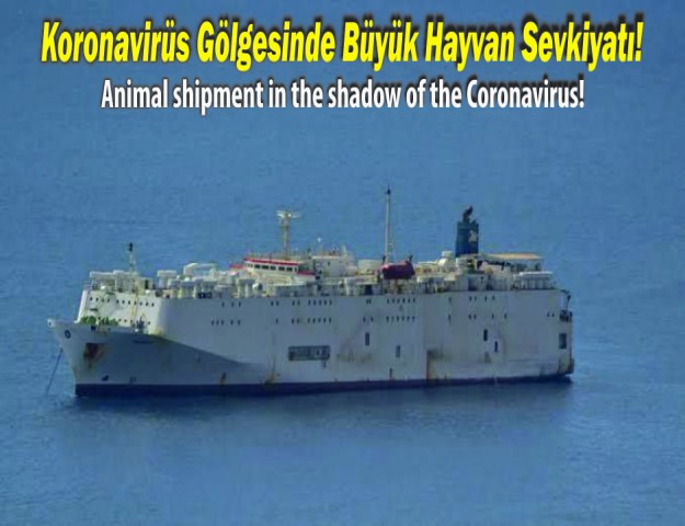 Koronavirüs Gölgesinde Büyük Hayvan Sevkiyatı!