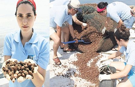 Deniz kestanesi Marmara?yı istila etti