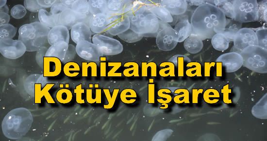 Denizanaları Kötüye İşaret