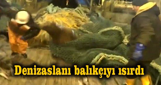 Denizaslanı balıkçıyı ısırdı