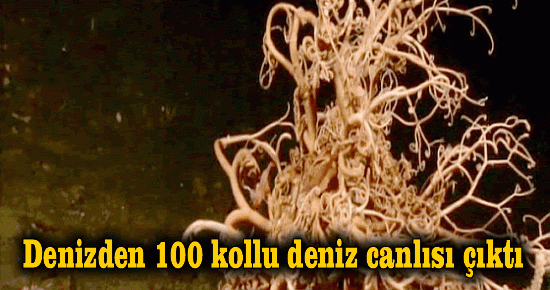 Denizden 100 kollu deniz canlısı çıktı