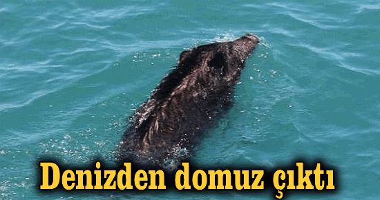 Denizden domuz çıktı