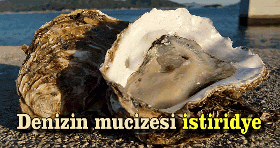 Denizin mucizesi İstiridye