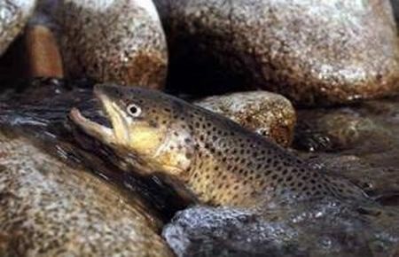 Dicle Nehri'nde yeni bir balık türü bulundu