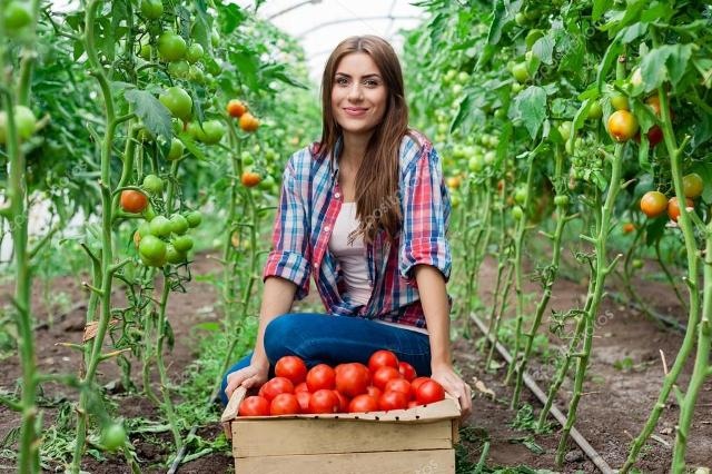 Rusların Türk Domatesi ile İmtihanı !