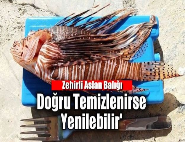 'Zehirli Aslan Balığı Doğru Temizlenirse Yenilebilir'