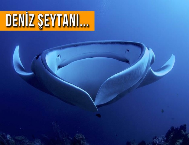 Deniz Şeytanı...