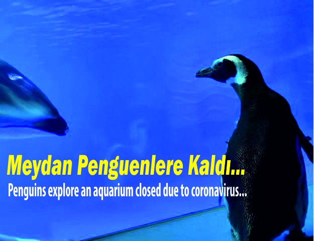 Meydan Penguenlere Kaldı...