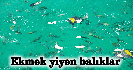 Ekmek yiyen balıklar