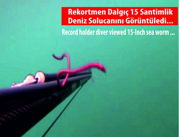 Rekortmen Dalgıç 15 Santimlik Deniz Solucanını Görüntüledi...