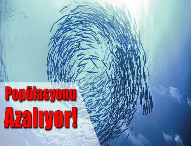 Balık Popülasyonu Azalıyor!