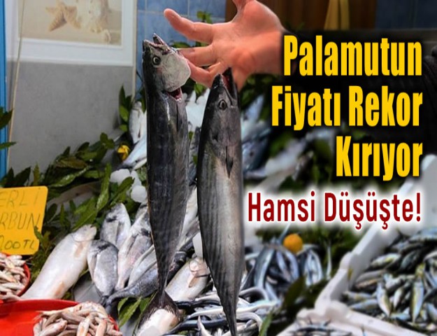 Palamutun Fiyatı Rekor Kırıyor, Hamsi Düşüşte