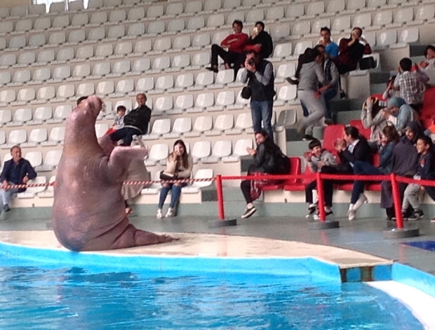 Dolphinarium, engelli çocukları ağırlıyor