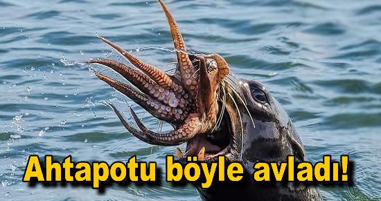 Fok ahtapotu böyle avladı!