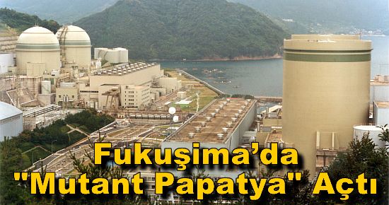 Fukuşima?da ?Mutant Papatya? Açtı