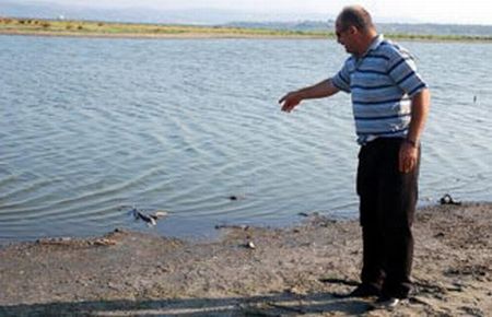 Gelibolu'da yüzlerce balık karaya vurdu