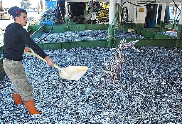 Karadeniz'de hamsi bol çıktı