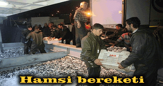 Hamsi bereketi