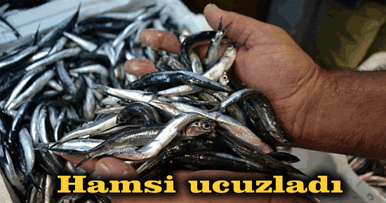 Hamsi ucuzladı