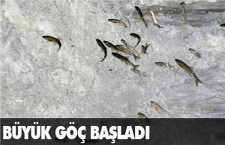 İnci Kefali göçü başladı