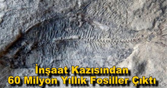 İnşaat Kazısından 60 Milyon Yıllık Fosiller Çıktı