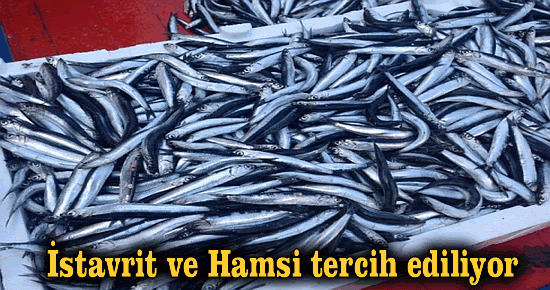 İstavrit ve Hamsi tercih ediliyor