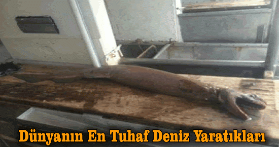 İşte Dünyanın En Tuhaf Deniz Yaratıkları