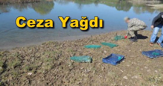 İzinsiz Kurbağa Avına Ceza Yağdı