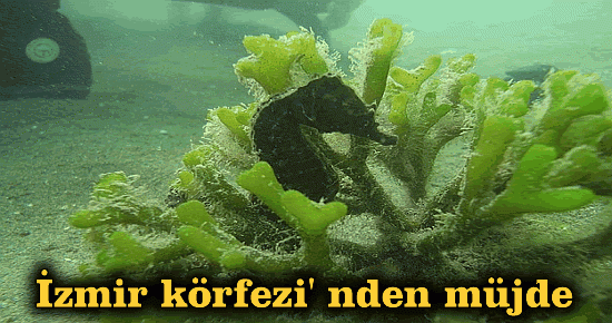 İzmir Körfezi' nden müjde