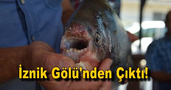 İznik Gölü'nden Çıktı!