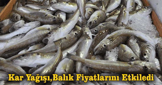 Kar Yağışı Balık Fiyatlarını Etkiledi