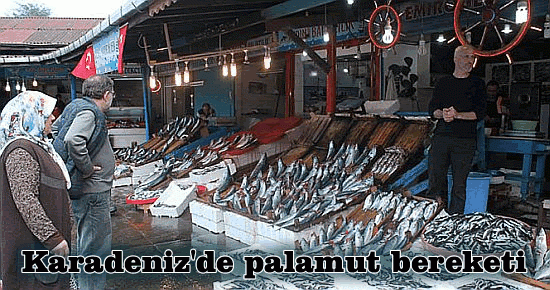 Karadeniz'de palamut bereketi