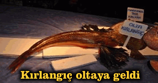 Kırlangıç oltaya geldi