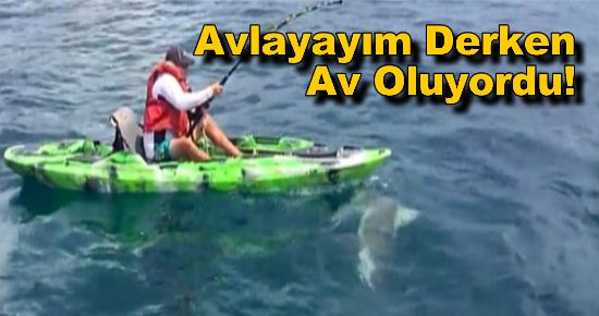 Köpekbalığı Avlayayım Derken Av Oluyordu!