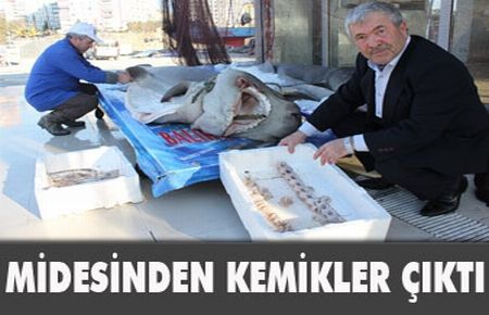 Köpekbalıklarının midesinden kemikler çıktı 