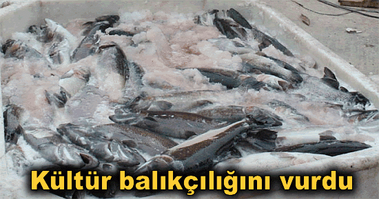 Kültür balıkçılığını vurdu