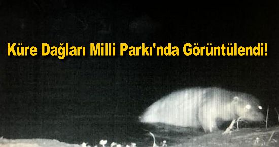 Küre Dağları Milli Parkı'nda Görüntülendi!