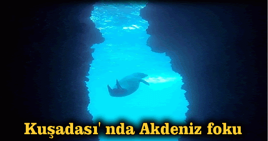 Kuşadası' nda Akdeniz foku