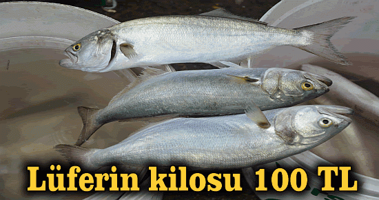 Lüferin kilosu 100 TL