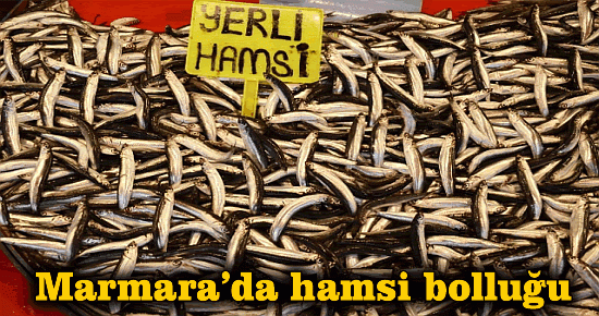 Marmara?da hamsi bolluğu