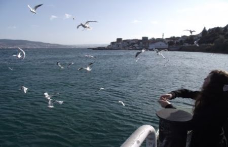 Martı besleyene ceza engeli!