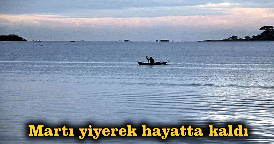 Martı yiyerek hayatta kaldı