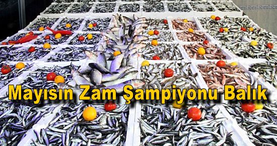 Mayısın Zam Şampiyonu Balık