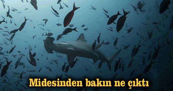 Midesinden bakın ne çıktı