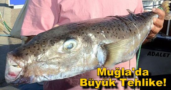 Muğla'da Büyük Tehlike!